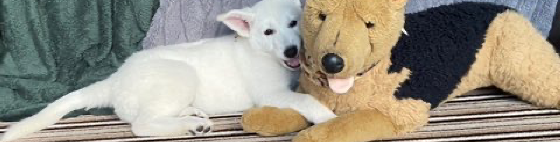 Sunnyside White Swiss Shepherds / Clarksville VA /