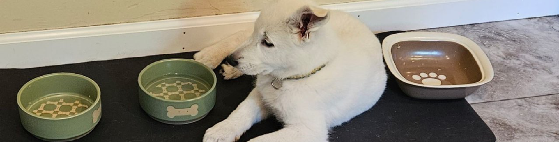 Sunnyside White Swiss Shepherds / Clarksville VA /