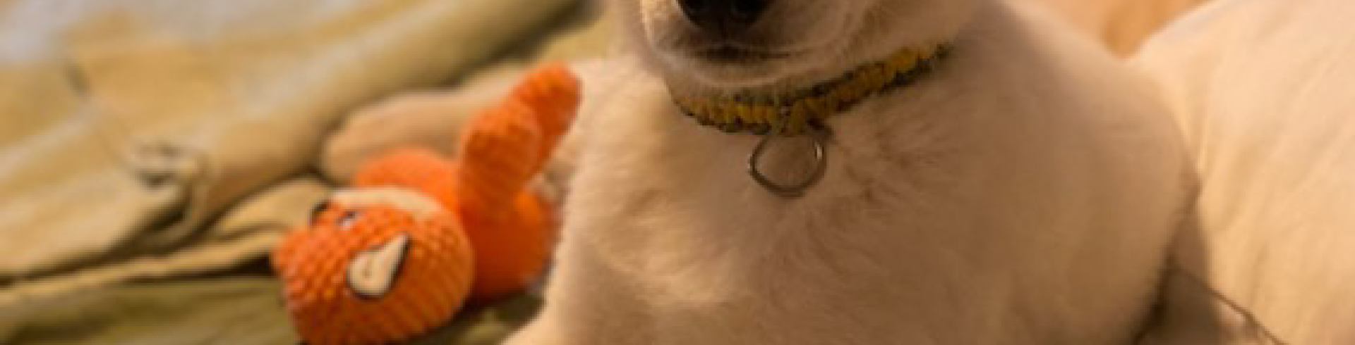 Sunnyside White Swiss Shepherds / Clarksville VA /