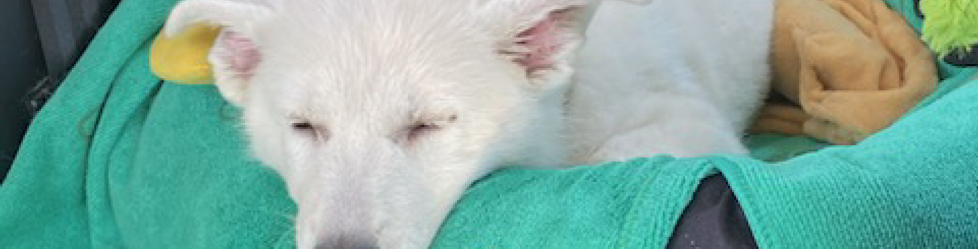 Sunnyside White Swiss Shepherds / Clarksville VA /