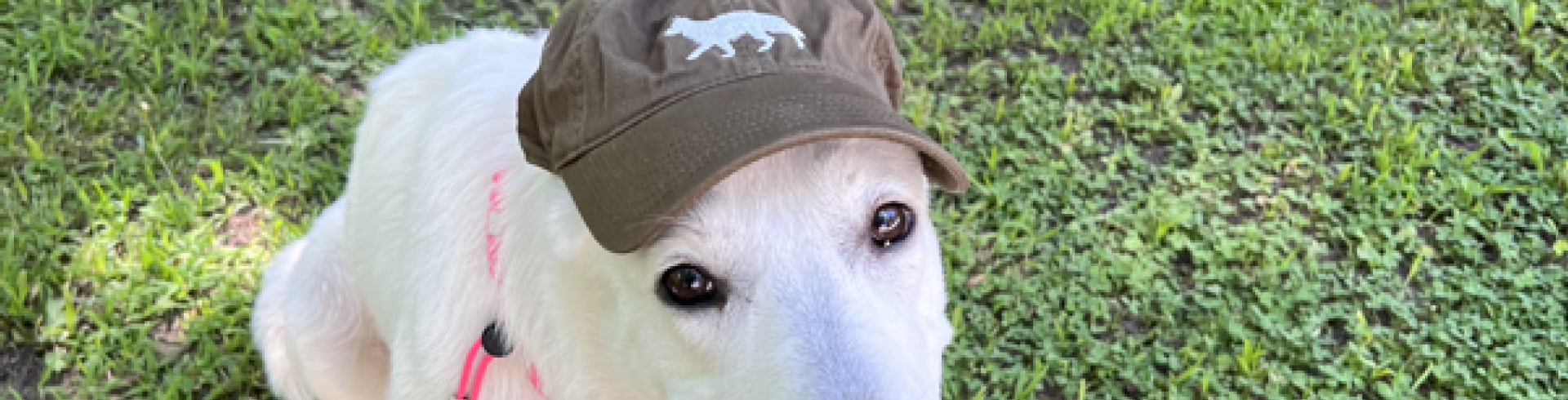 Sunnyside White Swiss Shepherds / Clarksville VA /