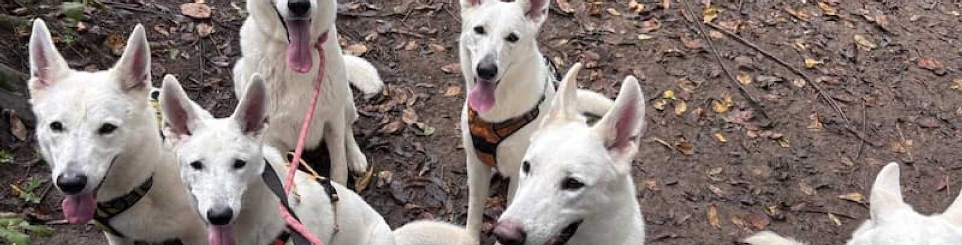 Sunnyside White Swiss Shepherds / Clarksville VA / The Power of the Pack: Why Life’s Better Together