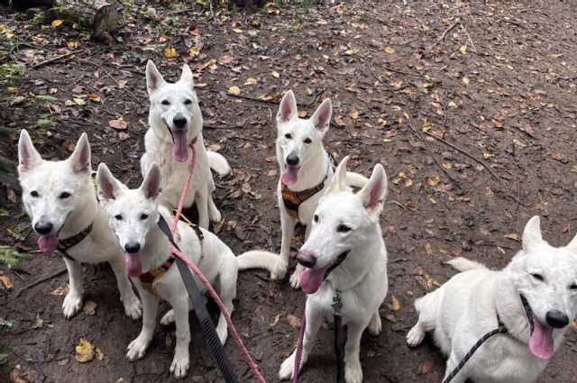 The Sunnyside Sisters Bed and Breakfast / Clarksville VA / The Power of the Pack: Why Life’s Better Together