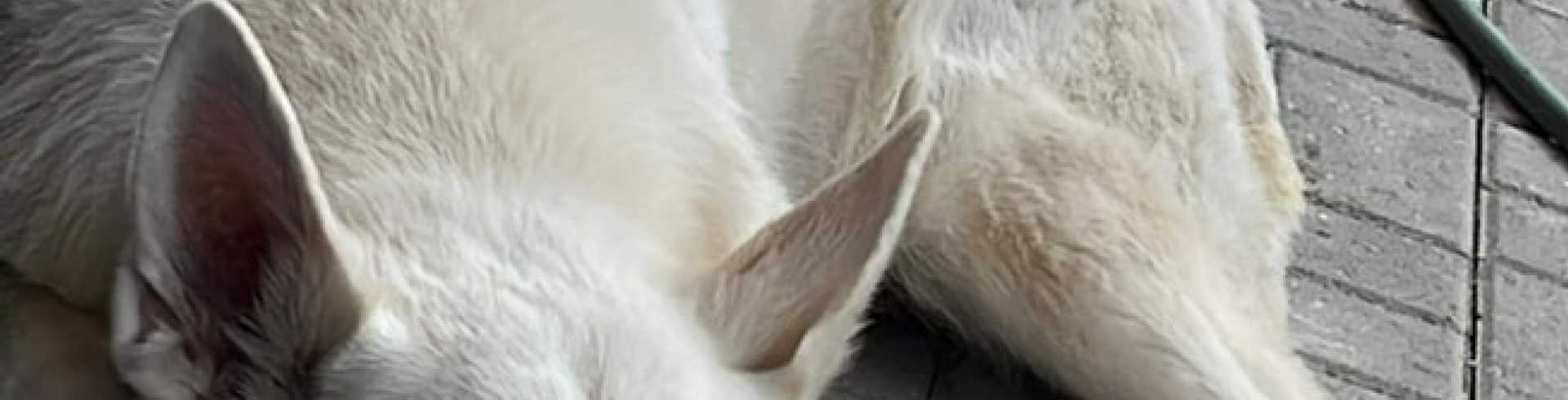 Sunnyside White Swiss Shepherds / Clarksville VA / Lady Quinta RIP