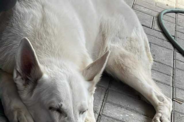 The Sunnyside Sisters Bed and Breakfast / Clarksville VA / Lady Quinta RIP