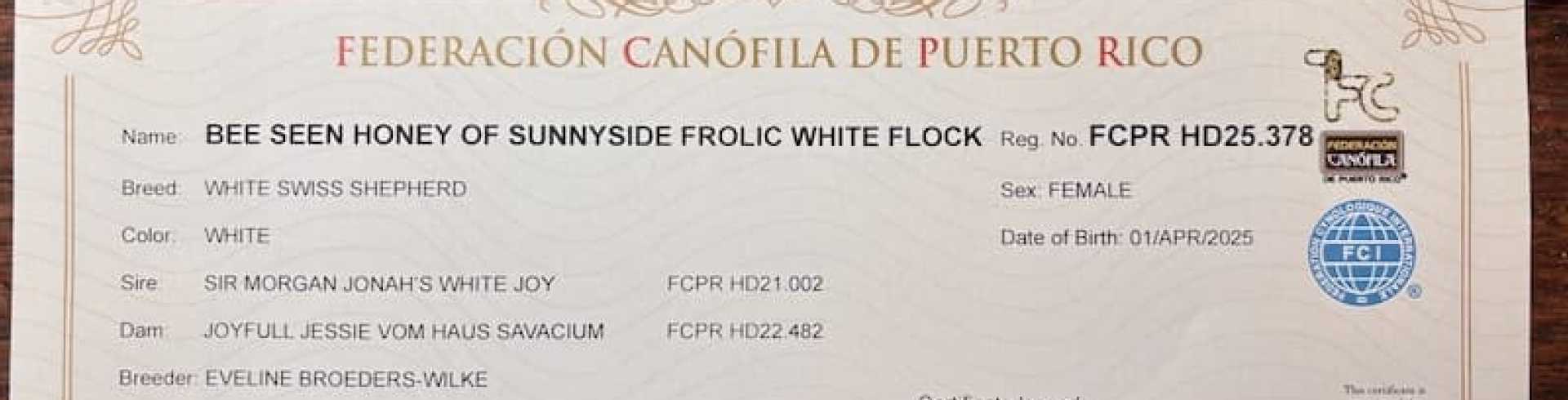 Sunnyside White Swiss Shepherds / Clarksville VA /