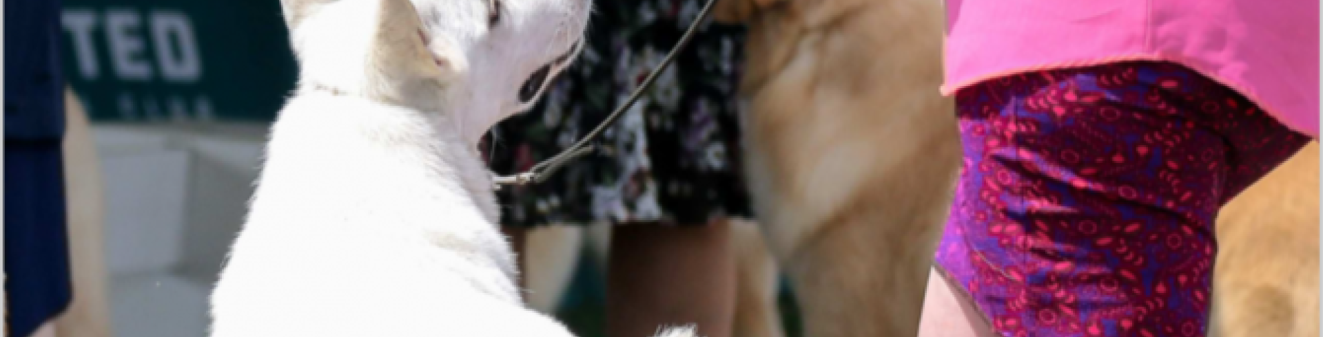 Sunnyside White Swiss Shepherds / Clarksville VA / Our first add in the first edition of the new magazine White Swiss World