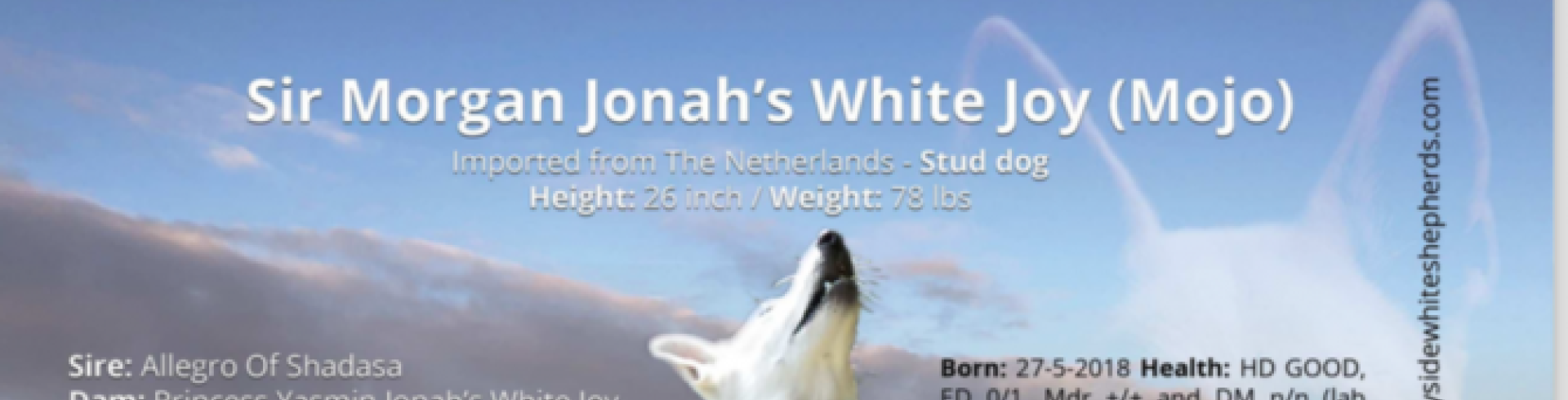 Sunnyside White Swiss Shepherds / Clarksville VA /