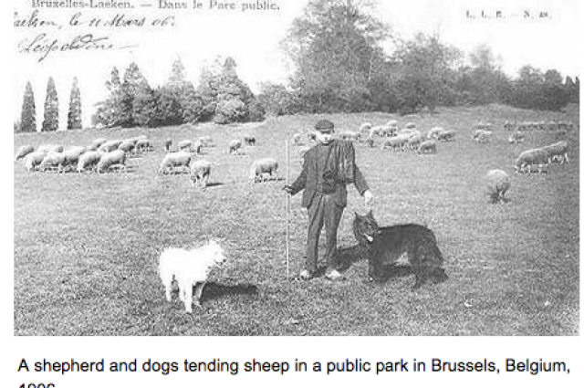 The Sunnyside Sisters Bed and Breakfast / Clarksville VA / White Swiss Shepherd, the working dog