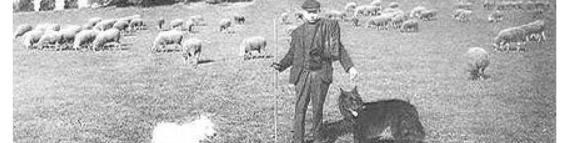 Sunnyside White Swiss Shepherds / Clarksville VA / White Swiss Shepherd, the working dog