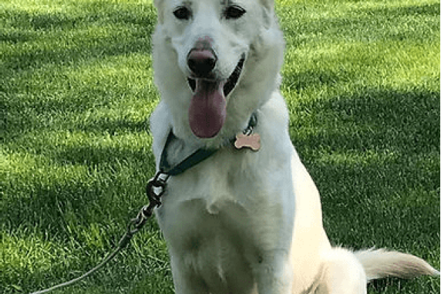 The Sunnyside Sisters Bed and Breakfast / Clarksville VA / A White SWISS Shepherd?
