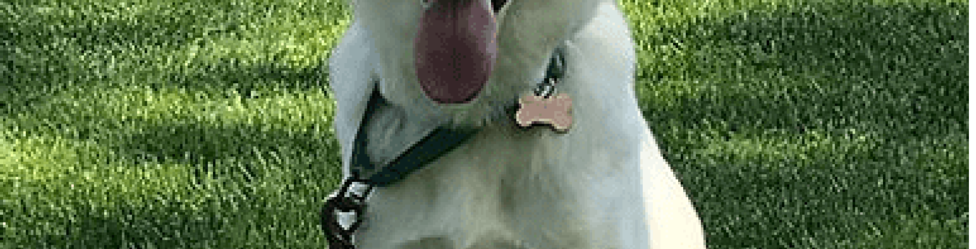 Sunnyside White Swiss Shepherds / Clarksville VA / A White SWISS Shepherd?