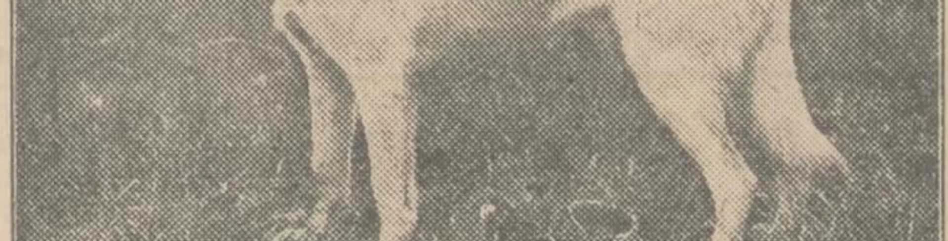 Sunnyside White Swiss Shepherds / Clarksville VA / Diversity of the White Shepherd, even more then 100 years ago!