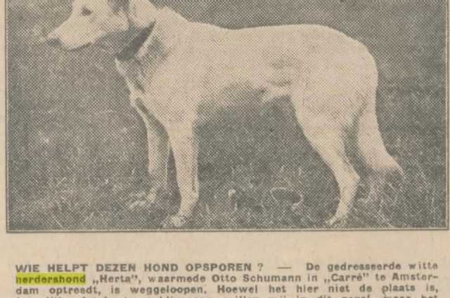 The Sunnyside Sisters Bed and Breakfast / Clarksville VA / Diversity of the White Shepherd, even more then 100 years ago!