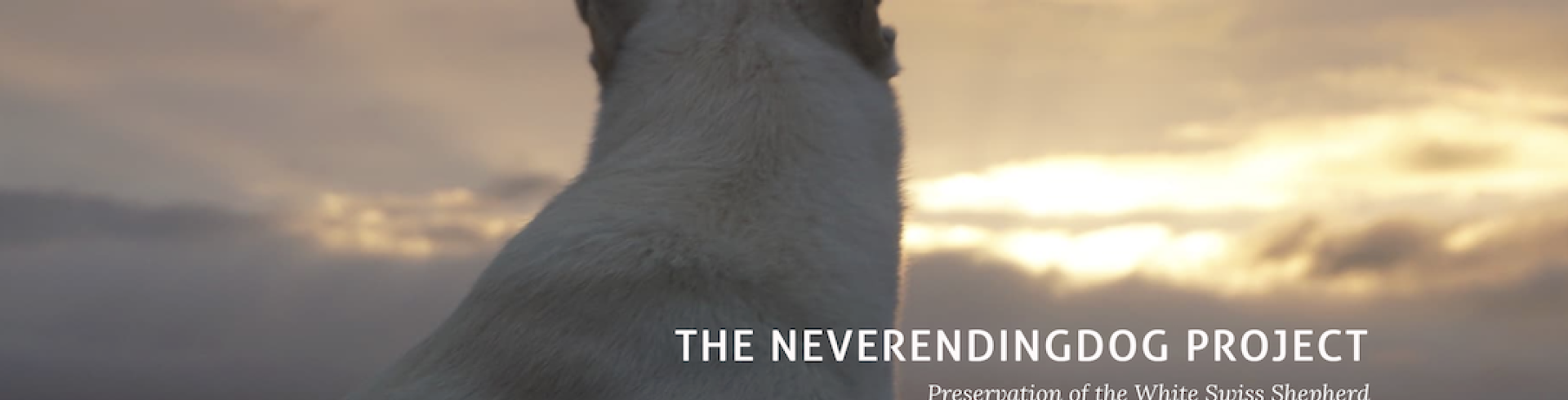 Sunnyside White Swiss Shepherds / Clarksville VA / Neverending Dog Project with Jane