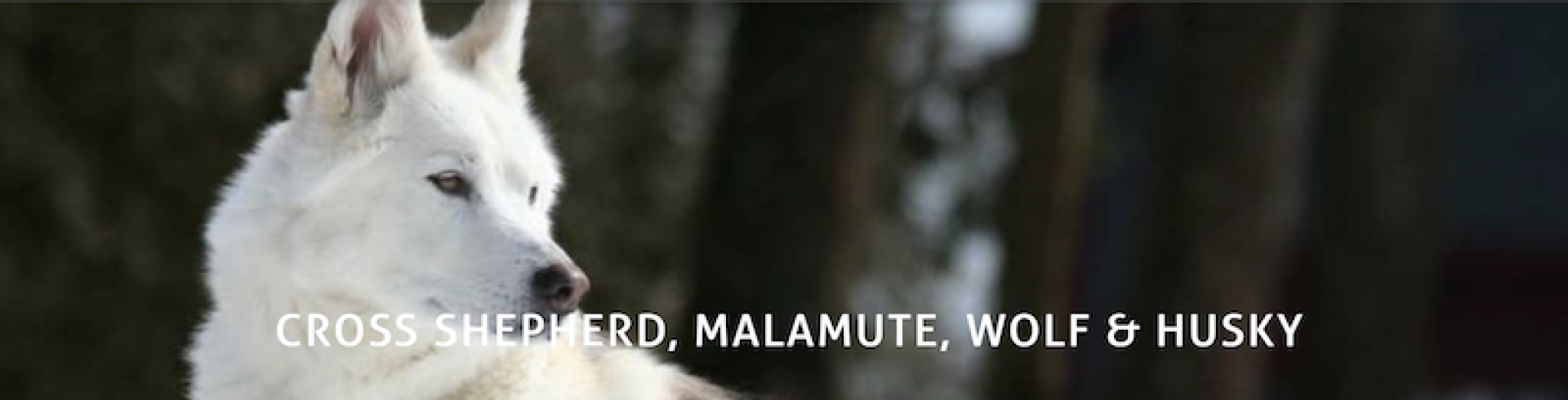 Sunnyside White Swiss Shepherds / Clarksville VA / First blog of my outcross program NeverendingDog Project a fact