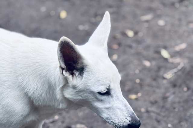 The Sunnyside Sisters Bed and Breakfast / Clarksville VA / Sien, Bee Seen Honey of Sunnyside Frolic White Flock, turned 6 months old today!