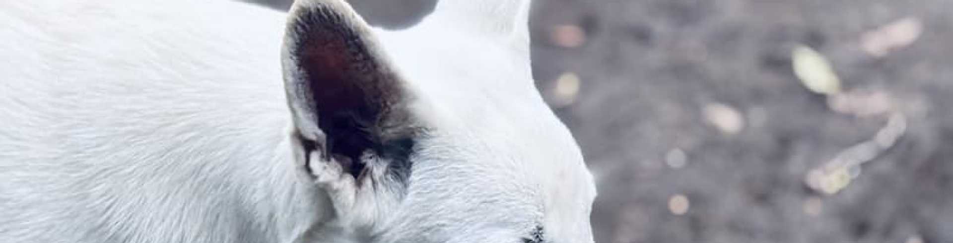 Sunnyside White Swiss Shepherds / Clarksville VA / Sien, Bee Seen Honey of Sunnyside Frolic White Flock, turned 6 months old today!