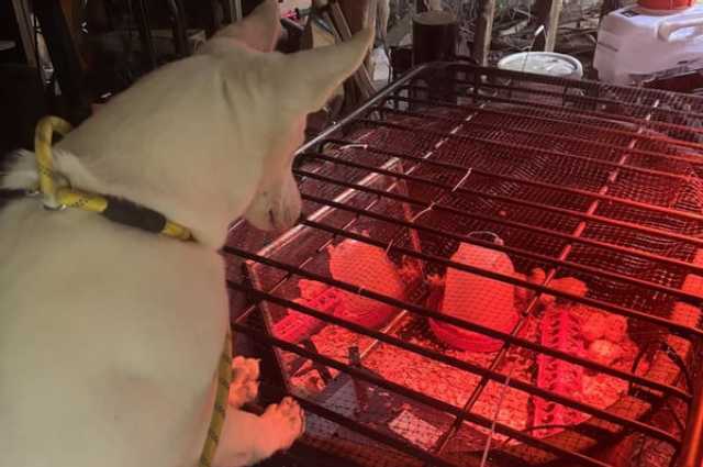 The Sunnyside Sisters Bed and Breakfast / Clarksville VA / Sien & her new friends