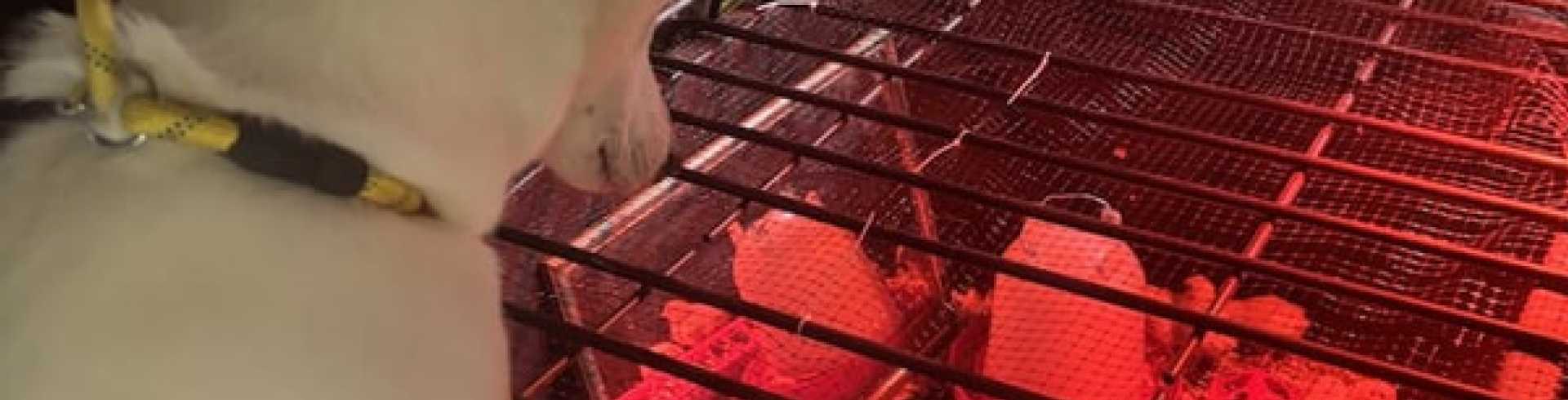 Sunnyside White Swiss Shepherds / Clarksville VA / Sien & her new friends