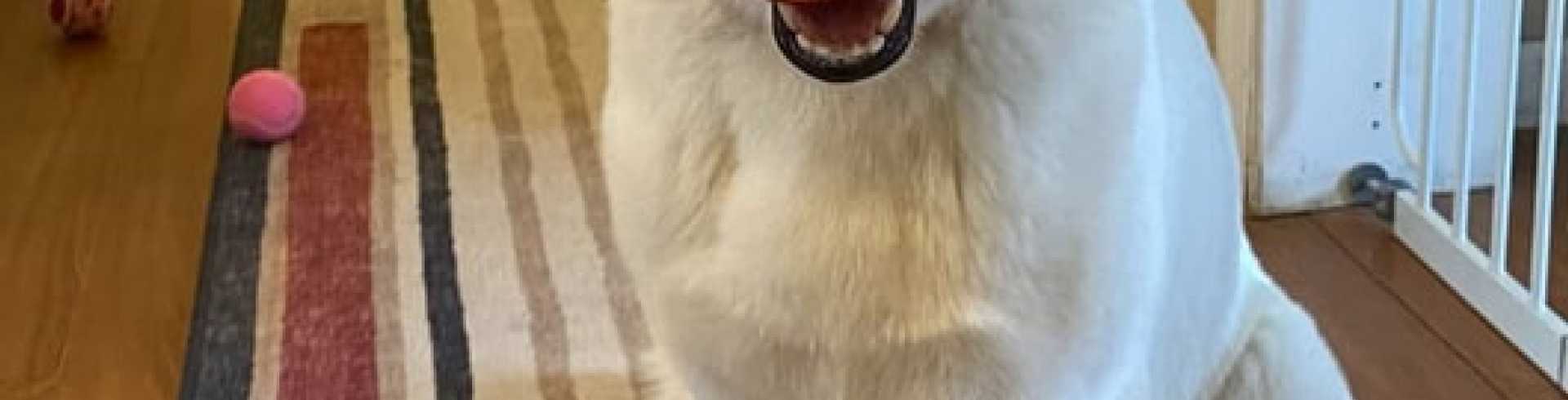 Sunnyside White Swiss Shepherds / Clarksville VA /